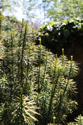 Cephalotaxus harringtonia 'Corean Gold' - hlavotis peckovitý - jehlice